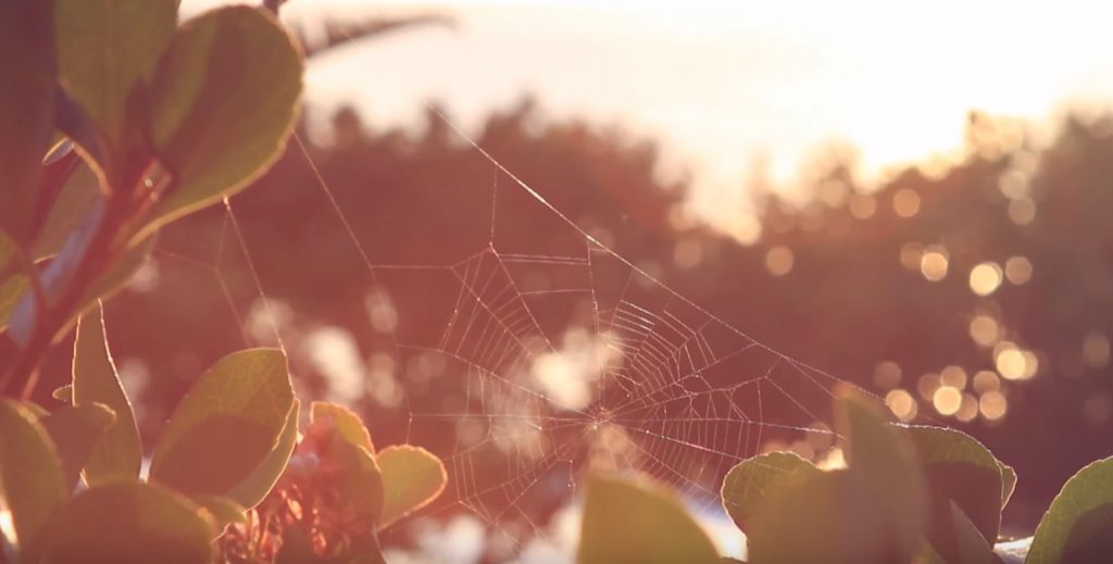 ns-customer-story-global-surf-industries